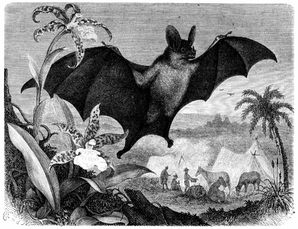 Was bedeutet Dracula?