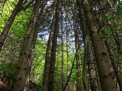 wald-judenburg