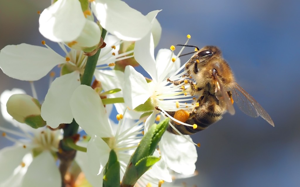 10 Tipps, wie Sie Bienen helfen