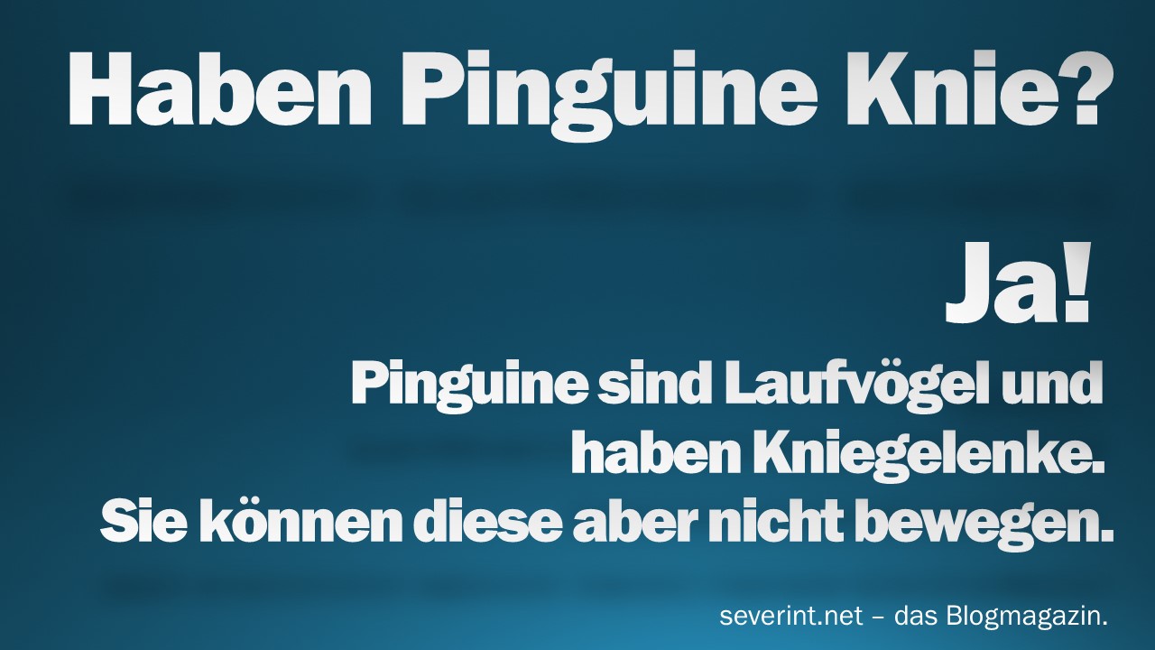 Haben Pinguine Knie? das BlogMagazin