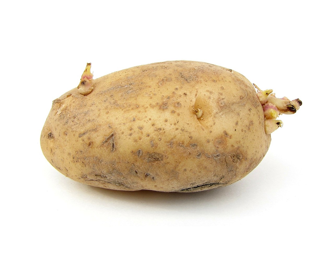 Картошка с глазками. Клубень картофеля. Картофель клубненосный. Клубень картофеля побег. Глазки картофеля.